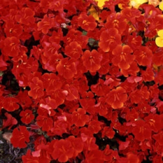 Мимулюс Мэджик Ред [1000 драже] - ООО «Семена Тут»