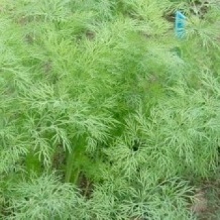 img-0: Укроп Гренадер - ООО «Семена Тут»