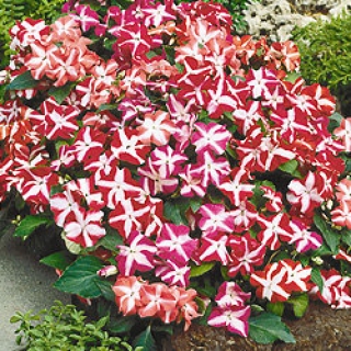 Бальзамин Баланс Стар Микс [1000 шт] - ООО «Семена Тут»