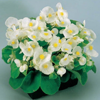 Бегония вечноцветущая Супер Олимпия Вайт [50 драже] - ООО «Семена Тут»