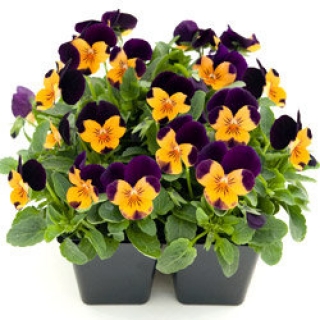 Виола рогатая Эдмаер Оранж Парпл Винг [50 шт] - ООО «Семена Тут»