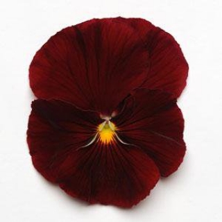 Виола крупноцветковая Матрикс Скарлет [1000 шт] - ООО «Семена Тут»