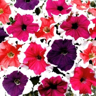 Петуния грандифлора Фрост Микс [50 драже] - ООО «Семена Тут»