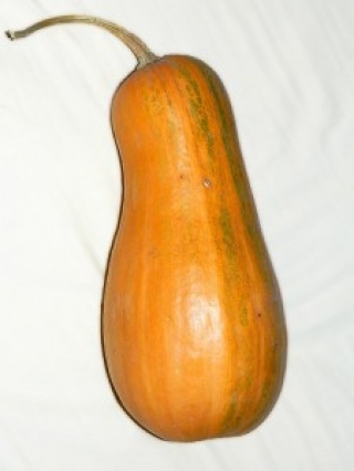 img-1: Тыква Арабатская (инкруст. семена) - ООО «Семена Тут»