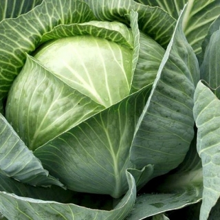 img-0: Капуста белокочанная Универс F1 - ООО «Семена Тут»