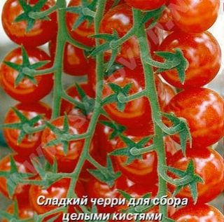 img-1: Томат Эльф F1 (инкруст. семена) - ООО «Семена Тут»