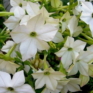 Табак Сандер Авалон Вайт [1000 драже] - ООО «Семена Тут»