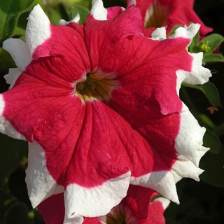 img-1: Петуния грандифлора Фрост Файр [1000 драже] - ООО «Семена Тут»