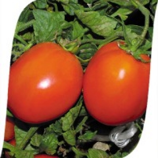 Томат Дуал Эрли F1 - ООО «Семена Тут»