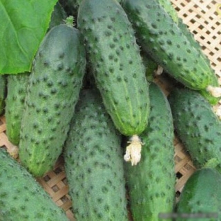 Огурец Компонист F1 - ООО «Семена Тут»