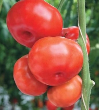 img-0: Томат Югра F1 - ООО «Семена Тут»