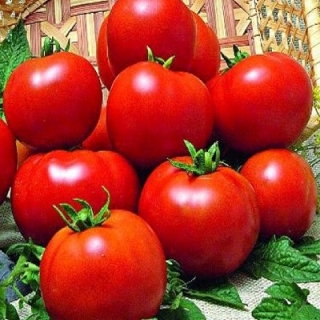Томат Пламя Агро - ООО «Семена Тут»