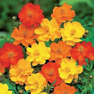 Космея Карпет микс - ООО «Семена Тут»