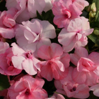 Бальзамин махровый Афина Эппелблоссом [1000 шт] - ООО «Семена Тут»
