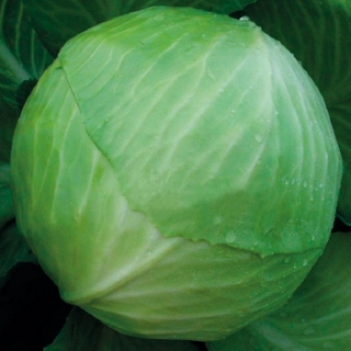 Капуста белокочанная Декурион F1* - ООО «Семена Тут»