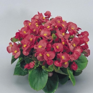 Бегония вечноцветущая Супер Олимпия Роуз [1000 драже] - ООО «Семена Тут»