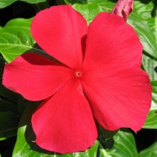 Катарантус Пацифика Дарк Ред [1000 шт] - ООО «Семена Тут»