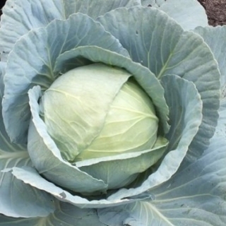 img-0: Капуста белокочанная Тош - ООО «Семена Тут»