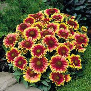 Гайлардия грандифлора Аризона Сан [1200 шт] - ООО «Семена Тут»
