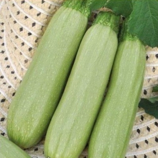 Кабачок Казанова F1 (инкруст. семена) - ООО «Семена Тут»