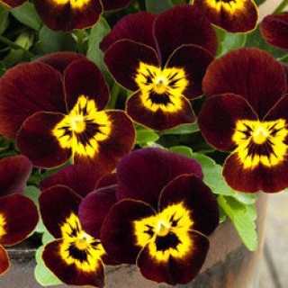 Виола рогатая Эдмаер Руби Голд [50 шт] - ООО «Семена Тут»