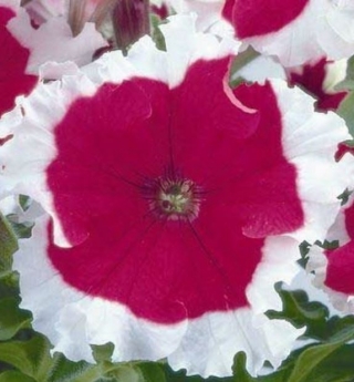 Петуния грандифлора Фрост Черри [50 драже] - ООО «Семена Тут»