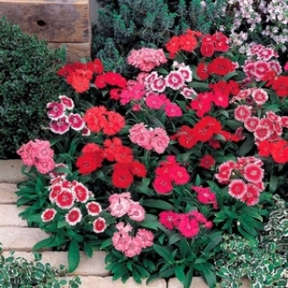 Гвоздика турецкая Барбарини Формула микс [250 шт] - ООО «Семена Тут»