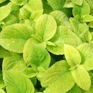 Колеус Визард Голден [100 шт] - ООО «Семена Тут»