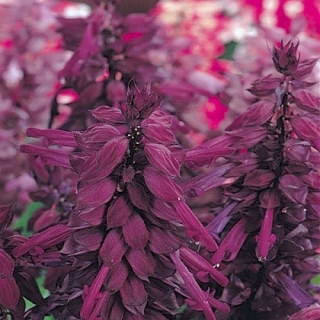 img-0: Сальвия Виста Пепл [1000 шт] - ООО «Семена Тут»