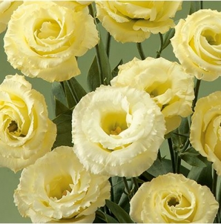 Эустома Крома 3 Еллоу [500 драже] - ООО «Семена Тут»