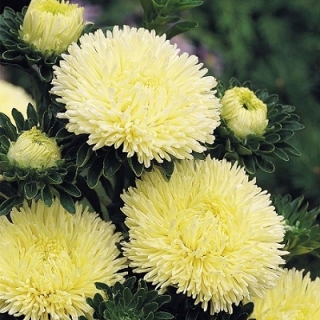 img-0: Астра Гала Еллоу [1000 шт] - ООО «Семена Тут»