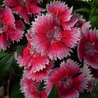 img-1: Гвоздика Чиба Черри Пикоти  [1000 шт] - ООО «Семена Тут»