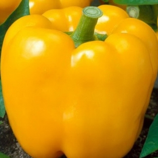 Перец Турбин F1 - ООО «Семена Тут»