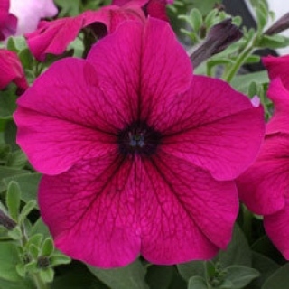 Петуния грандифлора Призм Руби [1050 драже] - ООО «Семена Тут»