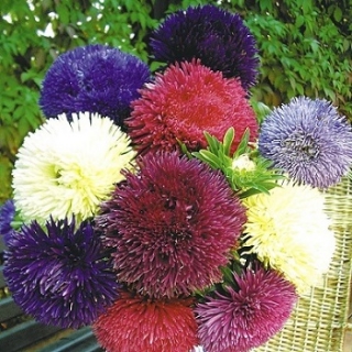 img-1: Астра Гала Микс [1000 шт] - ООО «Семена Тут»