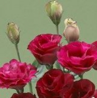 img-1: Эустома Крома 3 Ред [500 драже] - ООО «Семена Тут»