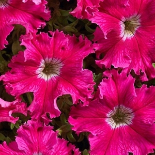 Петуния грандифлора Афродита розовая [1000 драже] - ООО «Семена Тут»