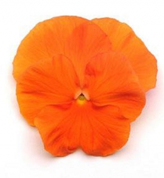 Виола крупноцветковая Матрикс Дип Оранж [1000 шт] - ООО «Семена Тут»