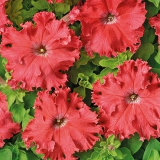 Петуния грандифлора Афродита лососевая [1000 драже] - ООО «Семена Тут»