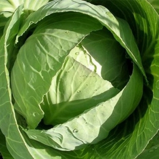 Капуста белокочанная Юниор F1 - ООО «Семена Тут»