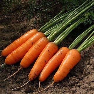 Морковь Шантенэ Королевская (фракция 1,4-1,6 мм) - ООО «Семена Тут»