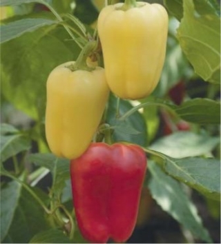 Перец Фараон F1 (инкруст. семена) - ООО «Семена Тут»