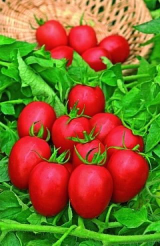 Томат Капорал F1 - ООО «Семена Тут»