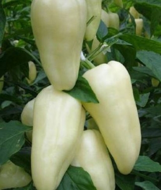 Перец Белозерка - ООО «Семена Тут»