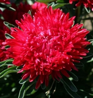 img-1: Астра Гала Скарлет [1000 шт] - ООО «Семена Тут»