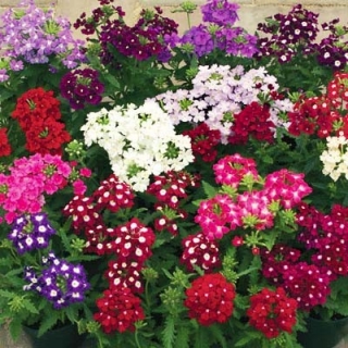 Вербена Обсешн Айд Микс [1000 шт] - ООО «Семена Тут»