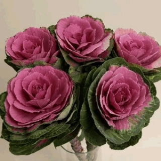 Капуста декоративная Крейн Ред [50 шт] - ООО «Семена Тут»