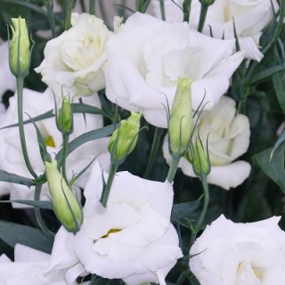 Эустома Арена 1 Вайт [100 драже] - ООО «Семена Тут»