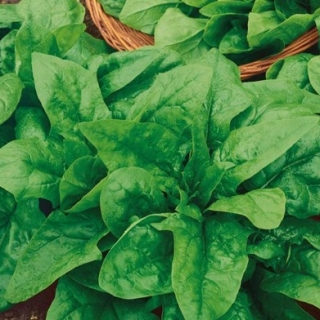 Шпинат Крепыш (фракция 3,0-4,0 мм) - ООО «Семена Тут»