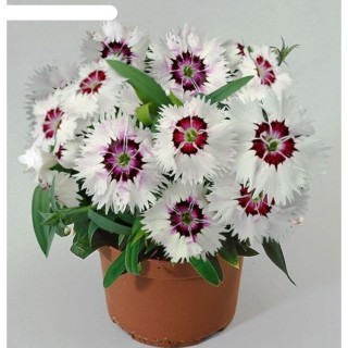 Гвоздика Диана Лавинг Вайт [500 шт] - ООО «Семена Тут»